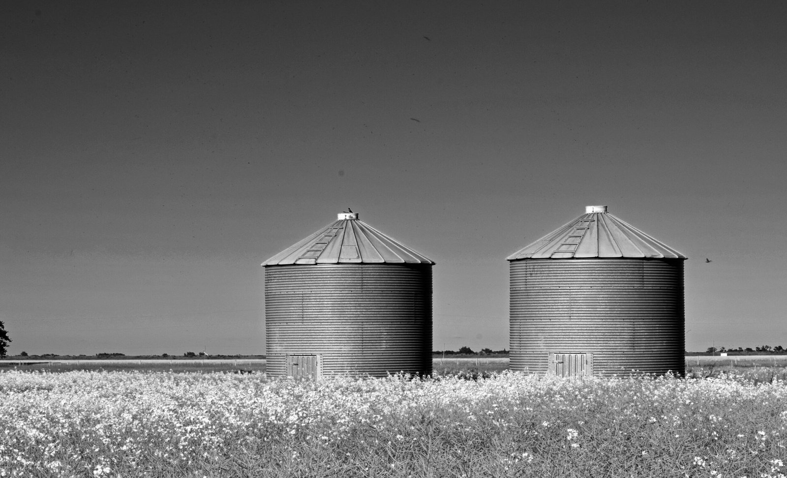 Black and white image of two grain silos in a rural field near Steinbach, Canada.