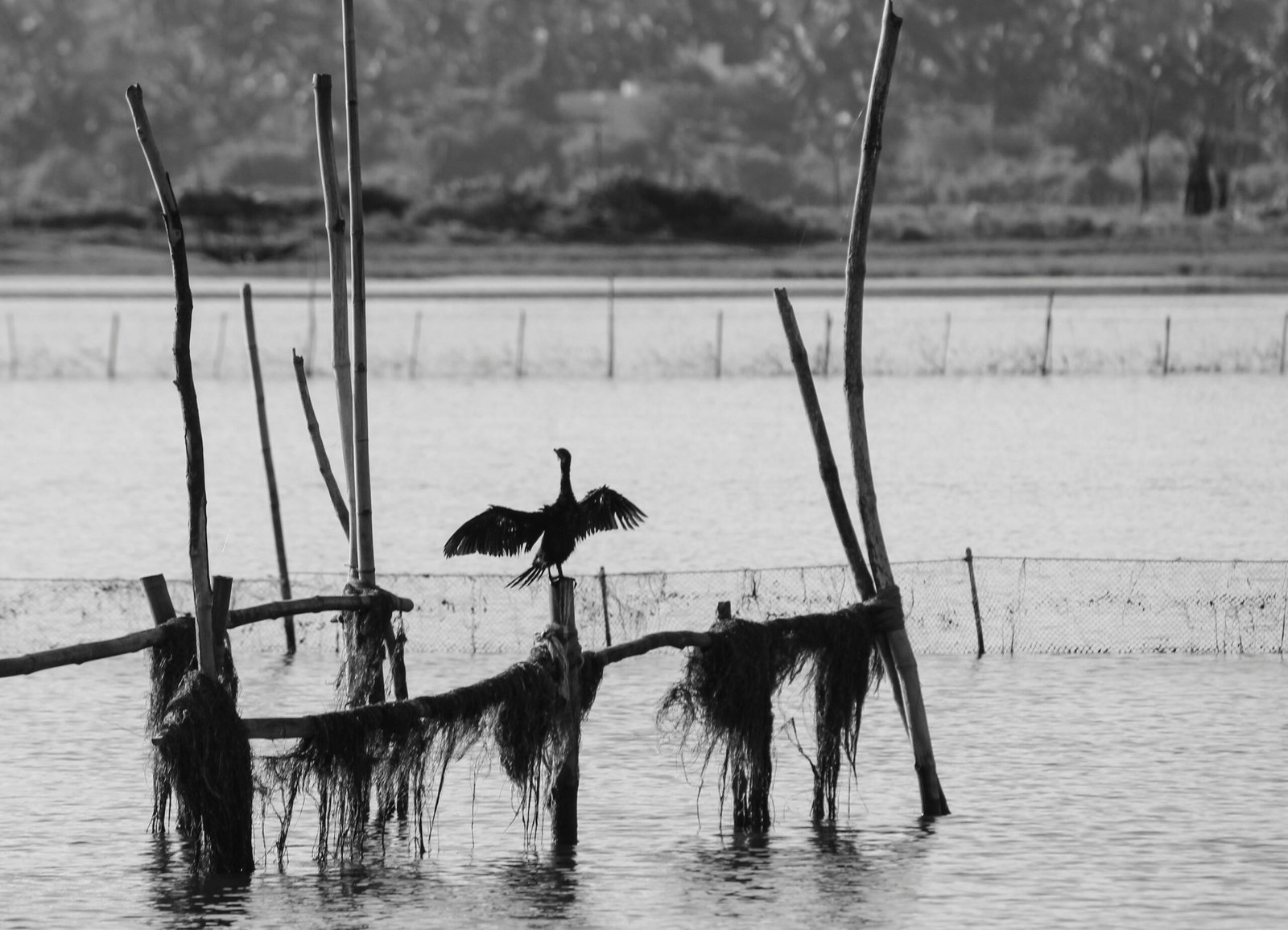 Monochromatic photo of a bird silhouette on a lake in Odisha, India.